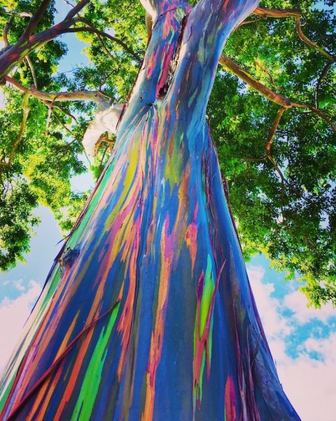 eucalyptus arc en ciel