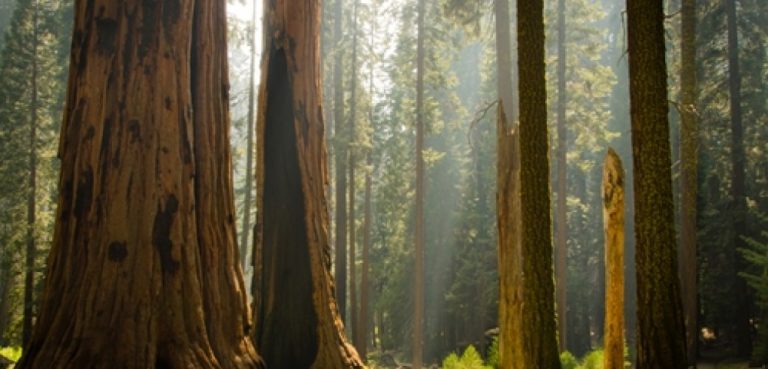 Les caractéristiques du Sequoia