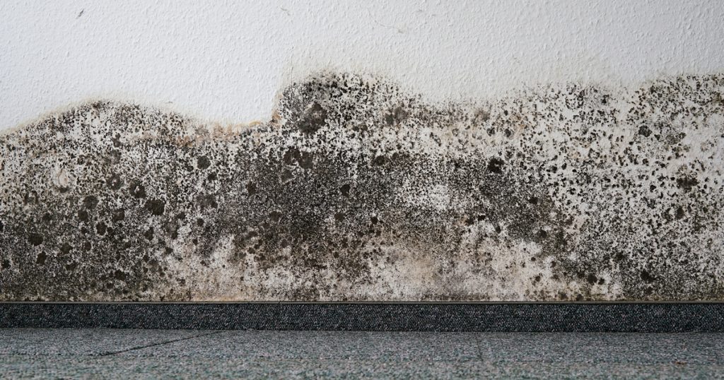 Les meilleurs moyens d&rsquo;éliminer les moisissures de votre maison