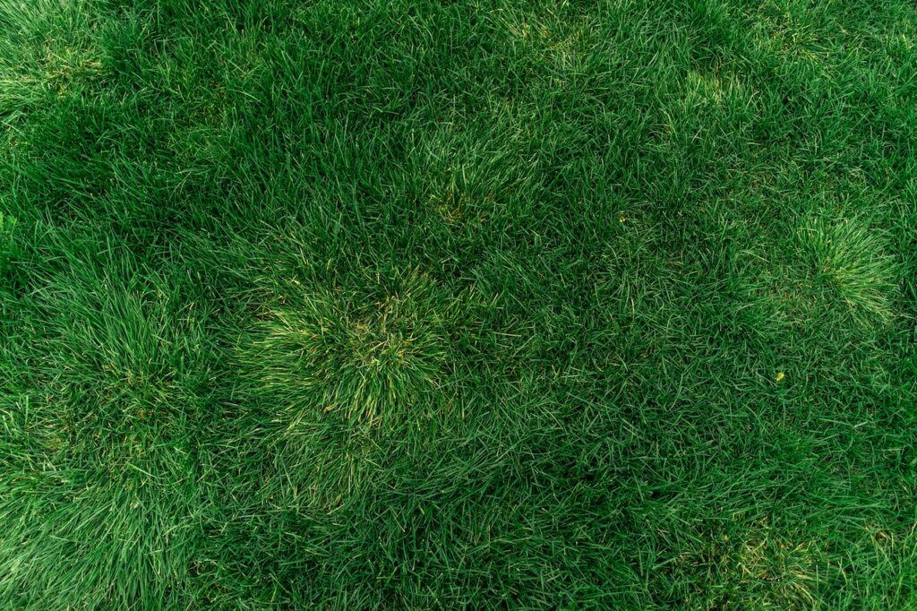 Acheter une pelouse artificielle : les astuces pour bien choisir