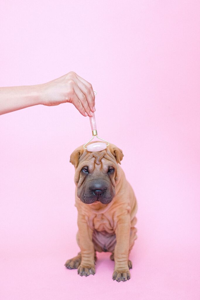 Shiatsu chien