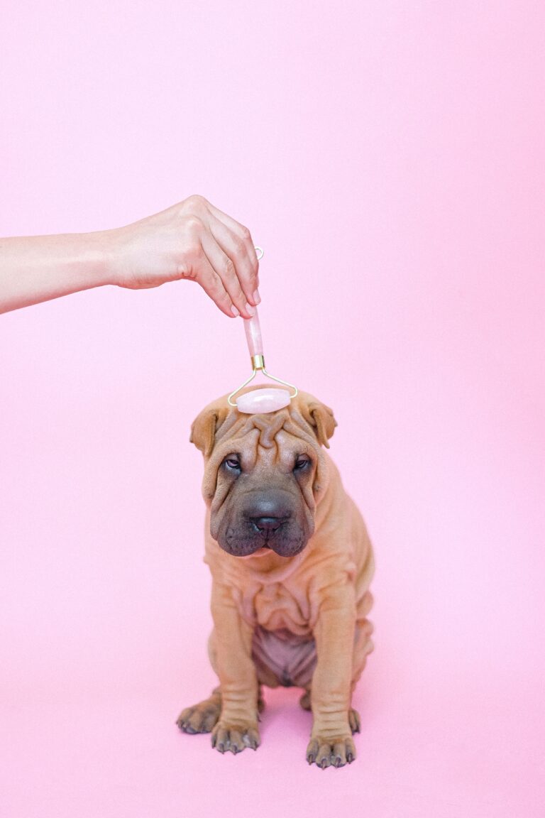 Shiatsu chien