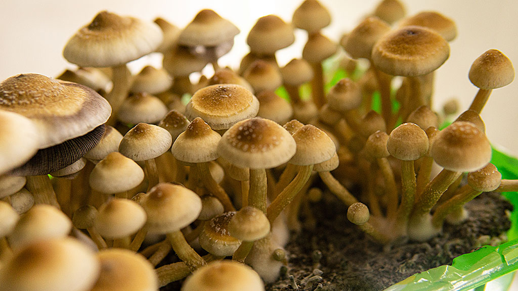 growkit de champignon magique