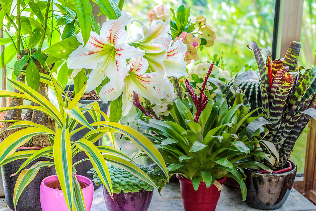 Comment aménager votre salon avec des plantes ?