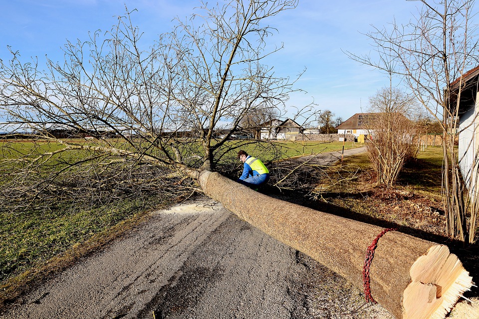 Pourquoi procéder à un élagage d’arbre ?