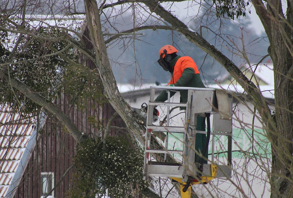 L’essentiel à savoir sur les travaux d’élagage