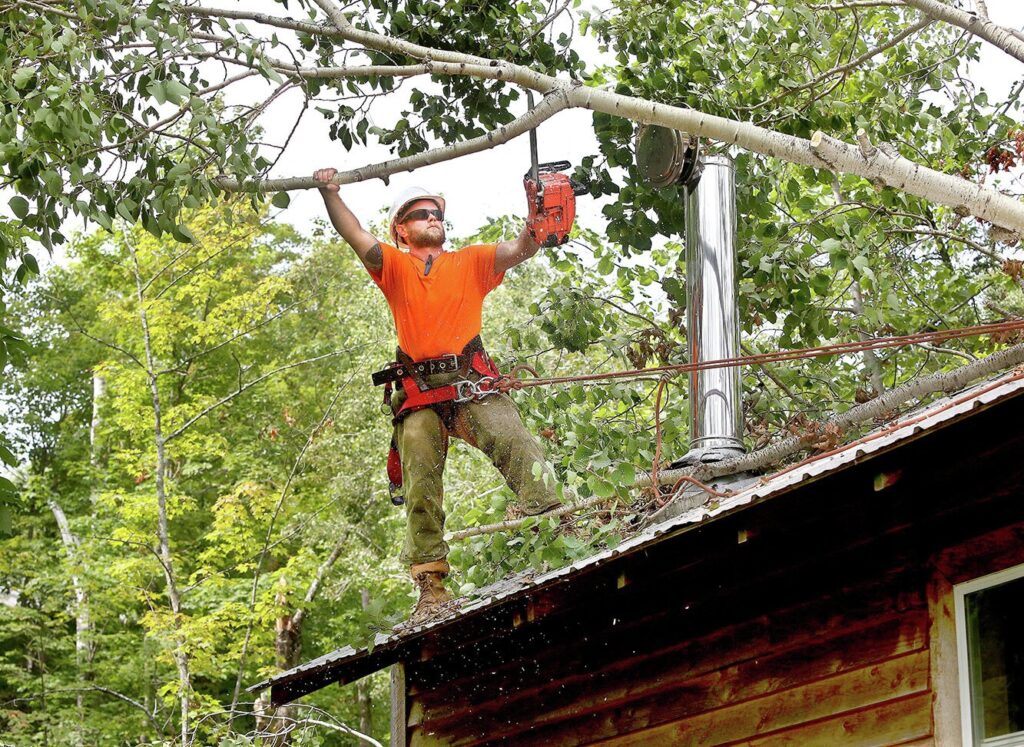 Quel budget prévoir pour élaguer les arbres dans son jardin
