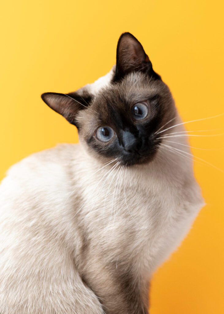 Les besoins nutritionnels spécifiques des chats selon les différentes races