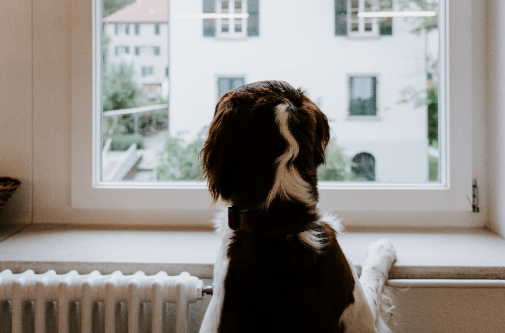 Chien sur radiateur à la fenetre