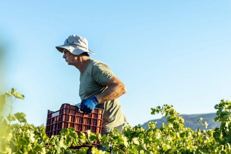 Industriels, agriculteurs, supermarchés : exploitez le potentiel de vos toitures avec la location photovoltaïque