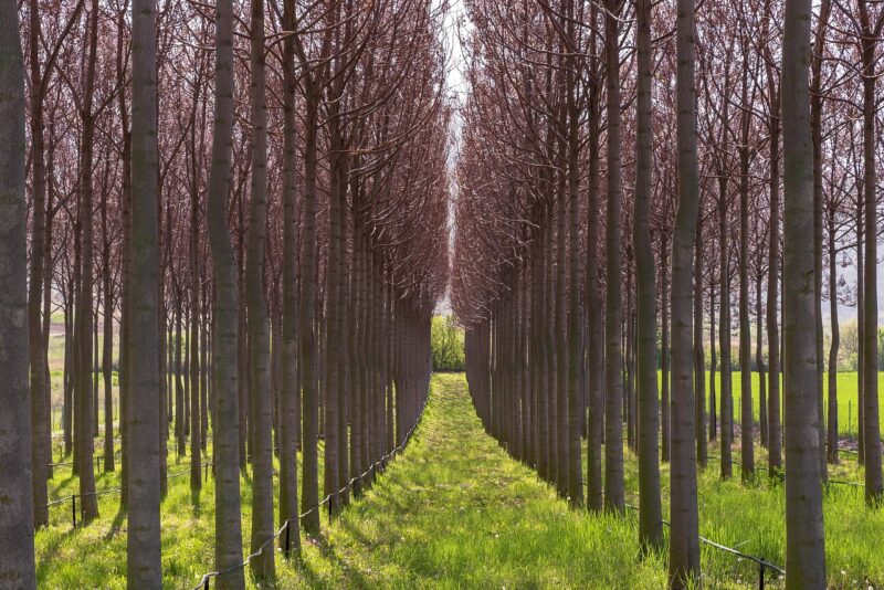 Paulownia