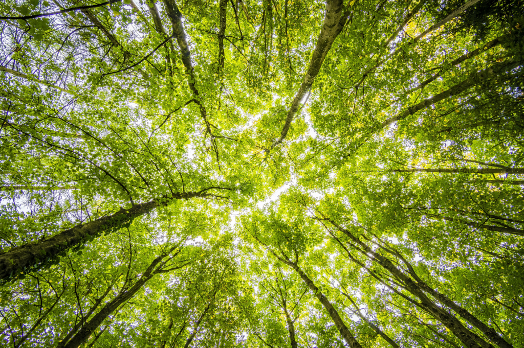 foret