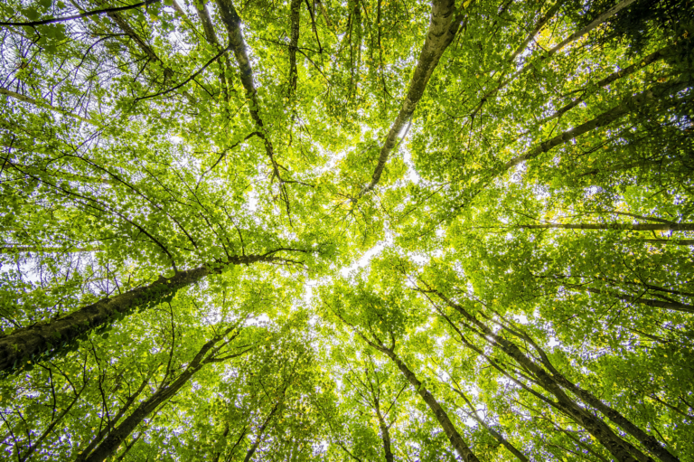 Investir de manière responsable grâce au Paulownia