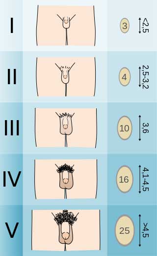 Comprendre la puberté : l&rsquo;apparition des poils au pubis
