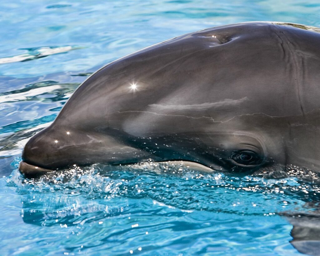 Le croisement entre l&rsquo;orque et le dauphin : un phénomène fascinant de la nature