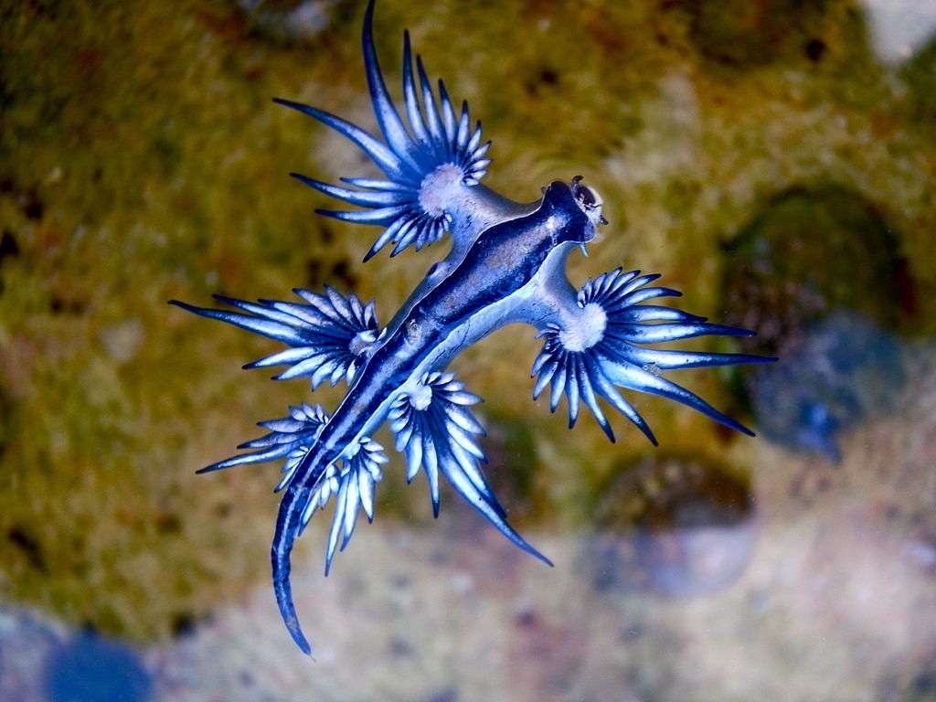 Le dragon bleu des mers : un mystère sous-marin fascinant