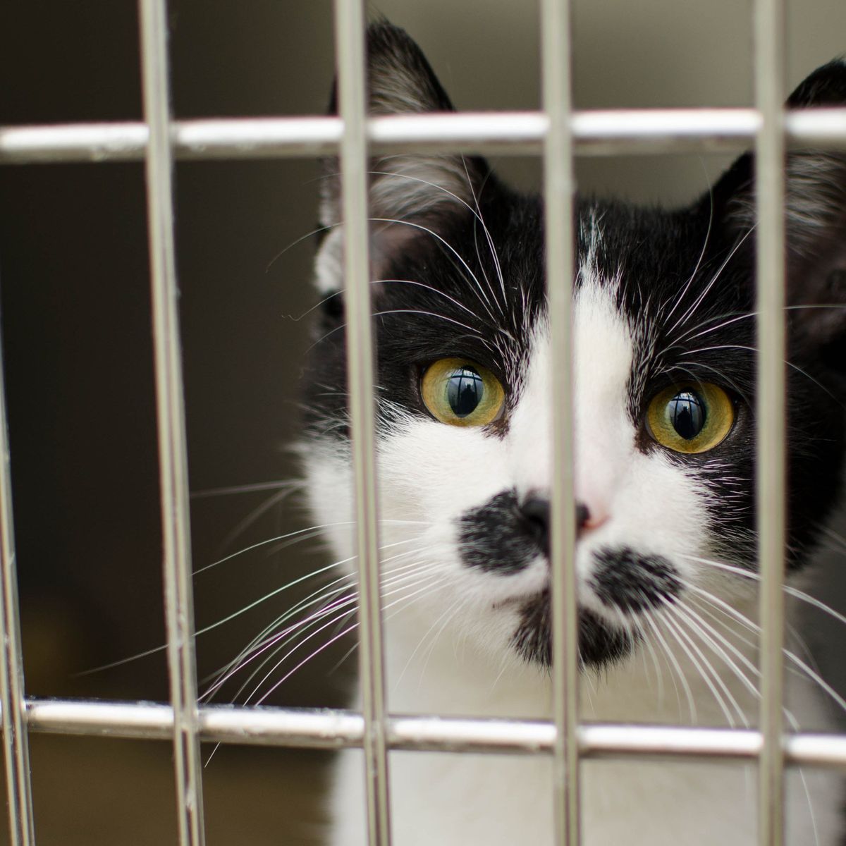 Chaton au refuge SPAA d'Angers