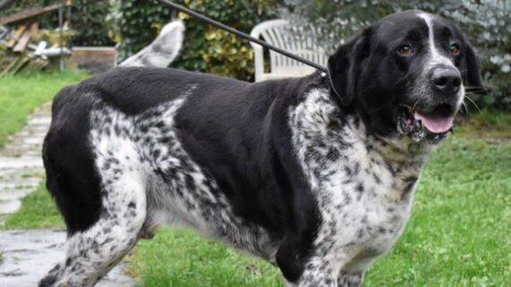 Le chien Matis qui attend ses maîtres à la SPAA d'Angers, symbole d'espoir pour l'adoption.