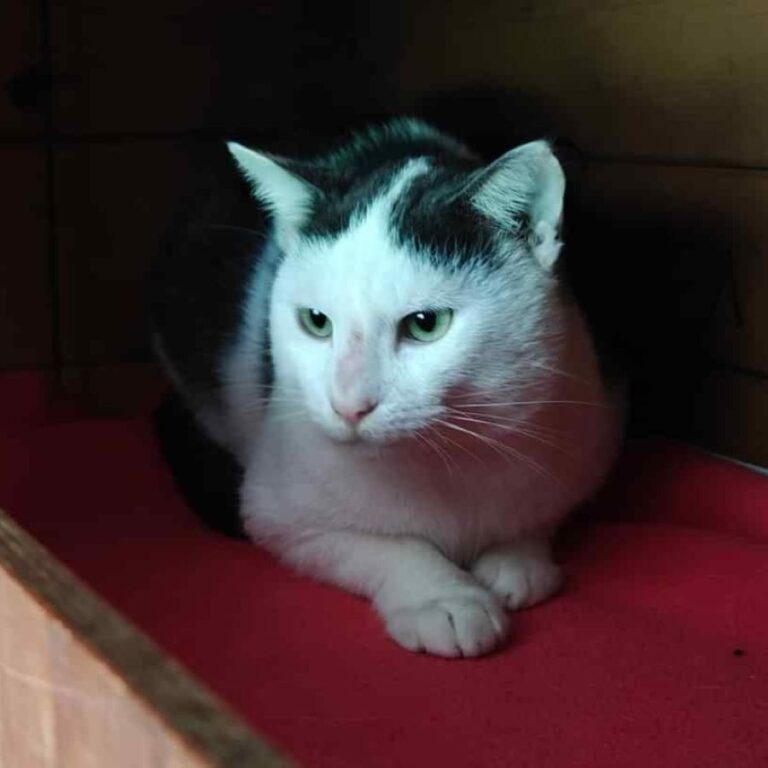 Refuge de la SPA de Limoges avec des animaux dans un cadre accueillant
