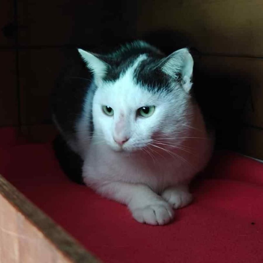 Refuge de la SPA de Limoges avec des animaux dans un cadre accueillant