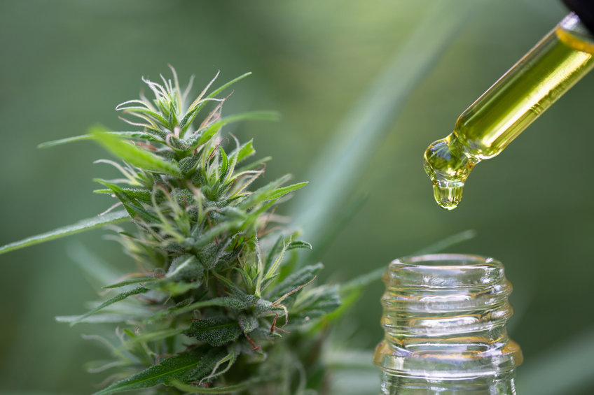 Le chanvre : une plante millénaire qui façonne l’avenir